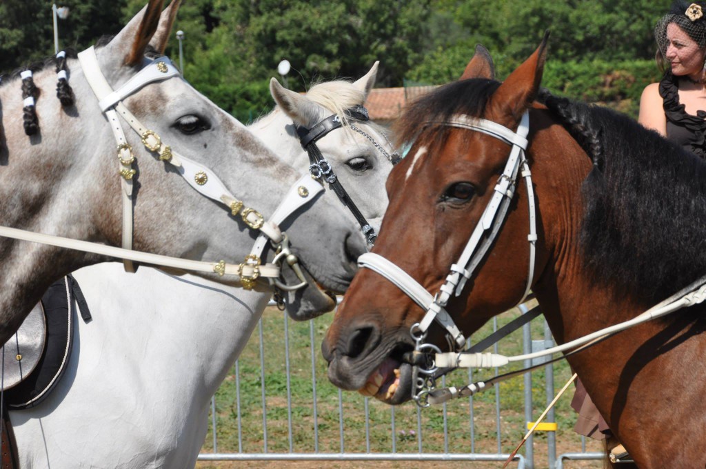 les chevaux discutent