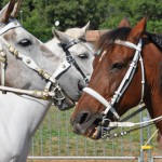 les chevaux discutent